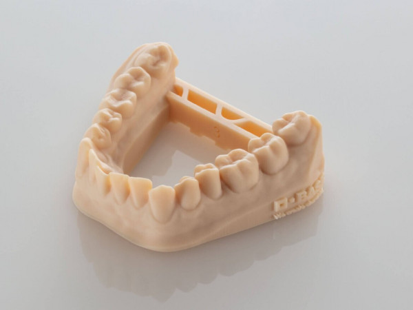 Dental Zahnmodelle